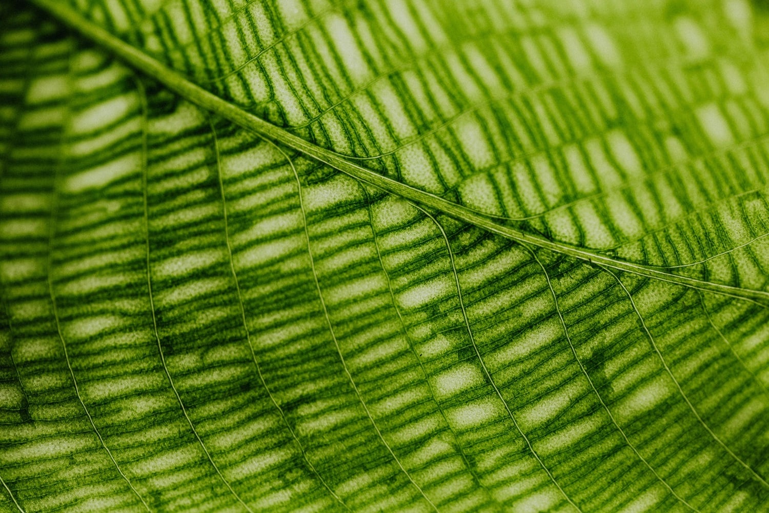 decorative